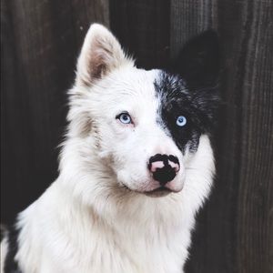 Meet your Posher, Indio🐶💙